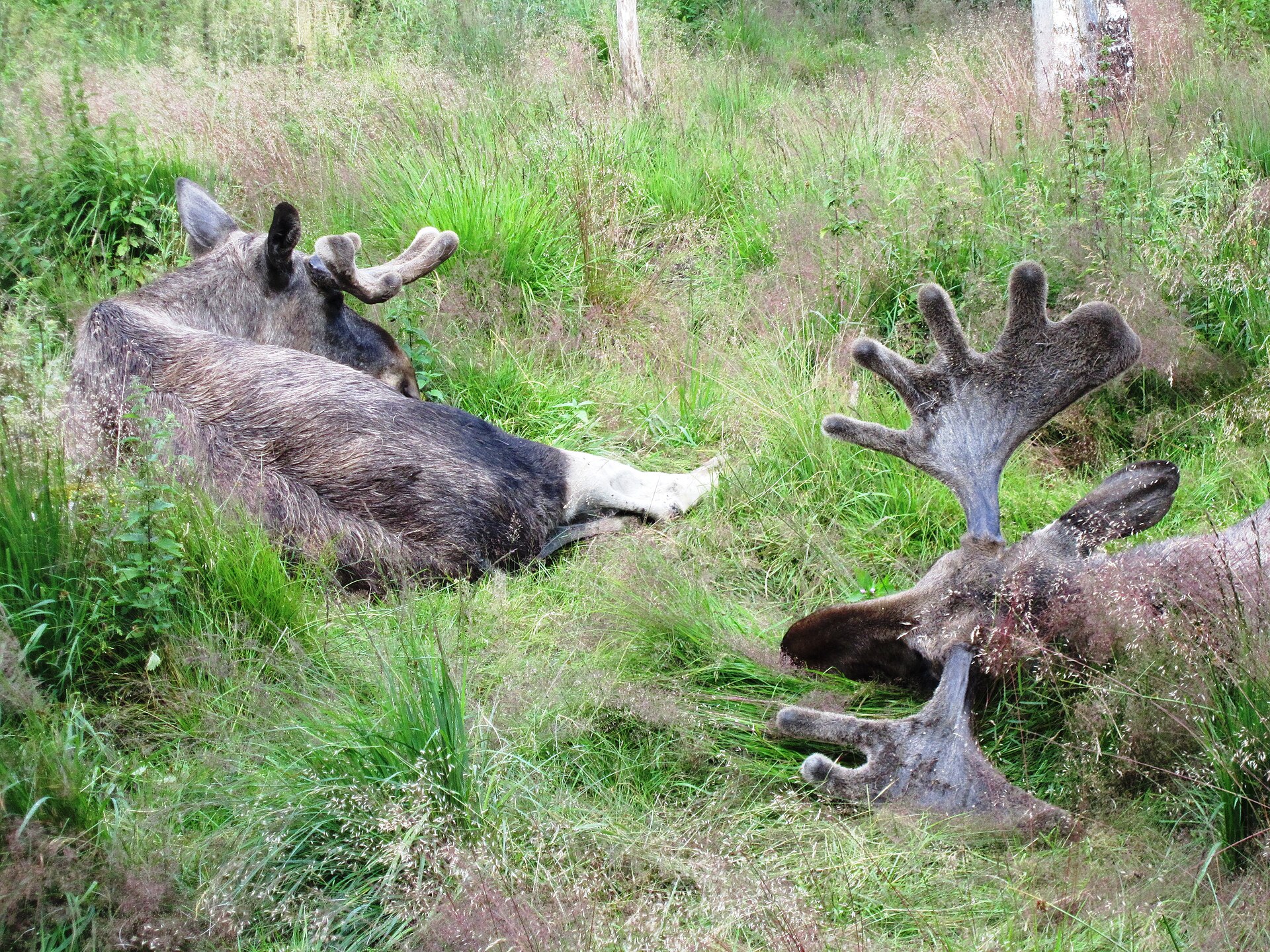 Älg (Alces alces) i Sverige