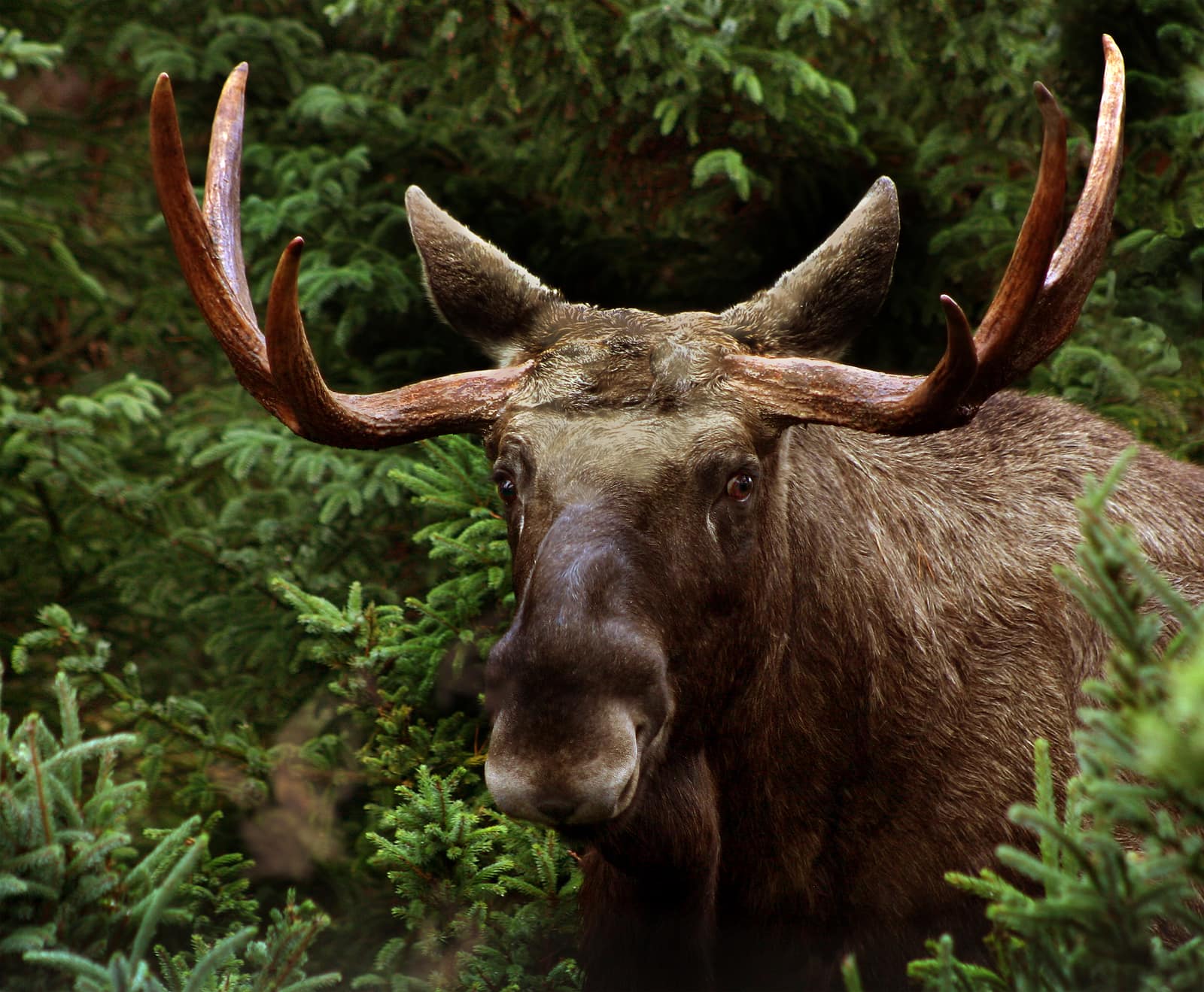 Moose bull (Alces alces), Sweden
