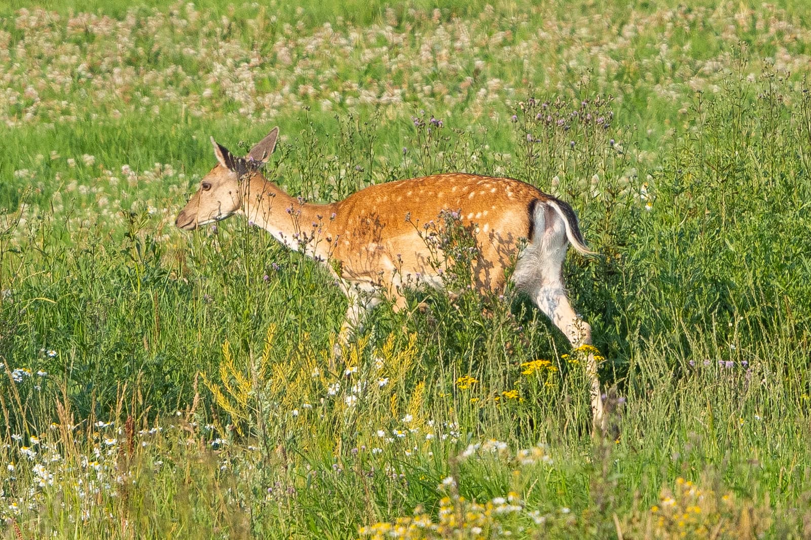 European fallow deer (Dama dama), Bogesund