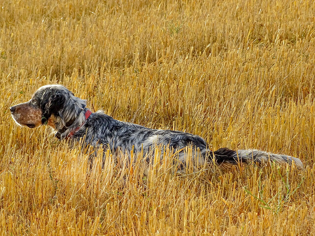 Engelsk setter som söker i en stubbåker — miljöbild, inte en guides hund i texten