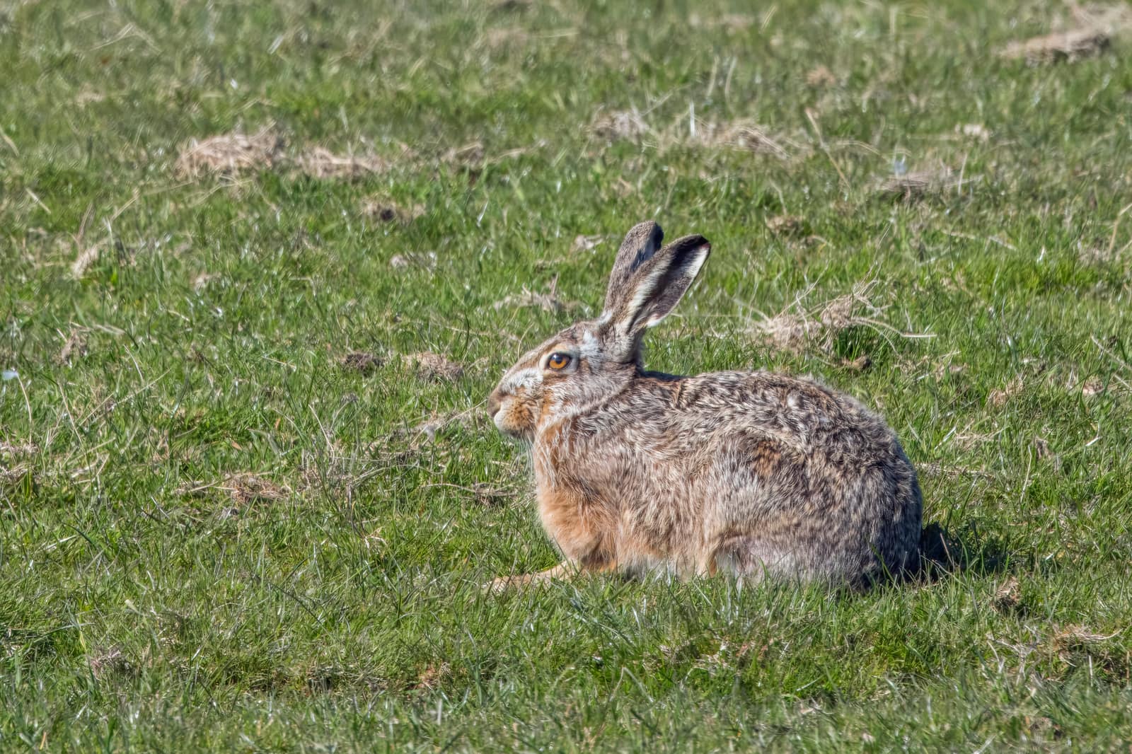 European hare (Lepus europaeus)
