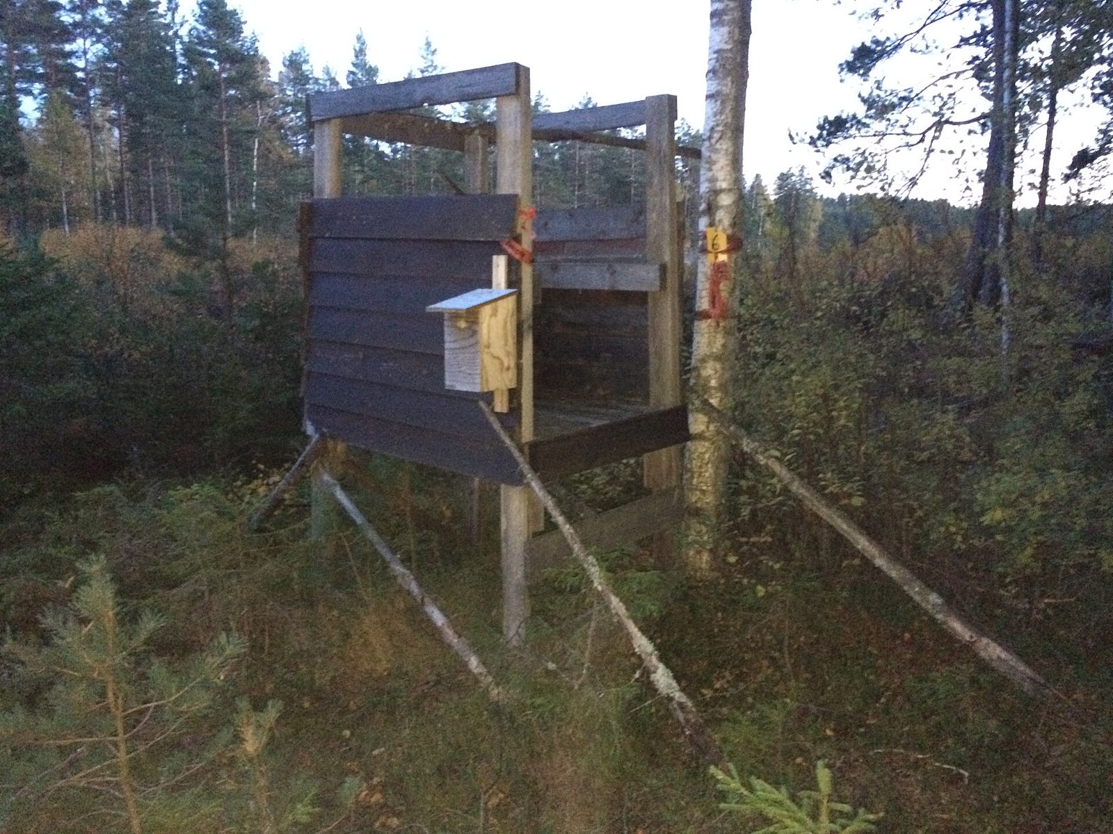 Jakttorn i en hygges- och skogskant vid Storspåret i Åmål, Dalsland — miljöbild, inte en mark som upplåts i texten