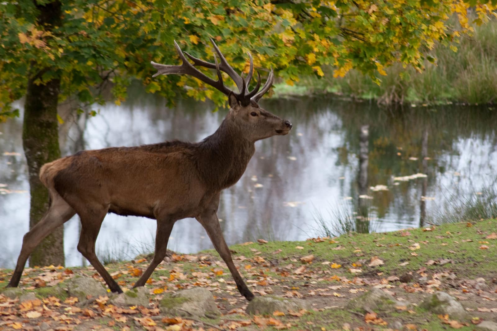 Red deer stag (Cervus elaphus), Sweden