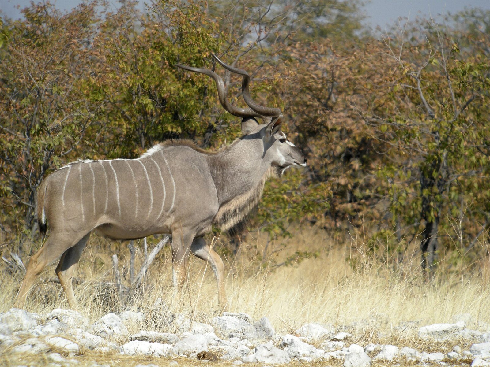 Större kudu i busken i Etosha nationalpark, Namibia — artfoto från en nationalpark där jakt inte bedrivs
