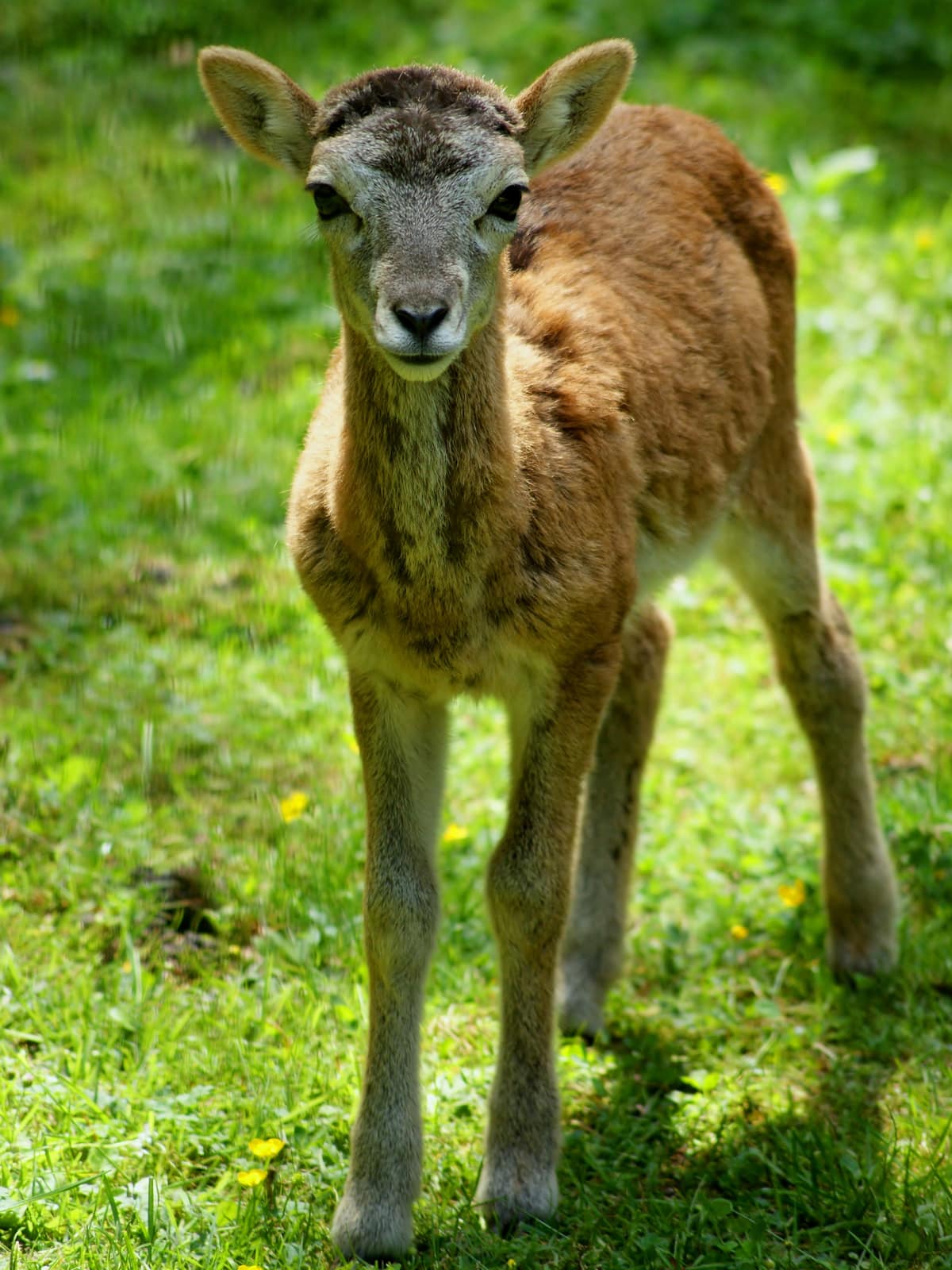European mouflon (Ovis gmelini musimon)
