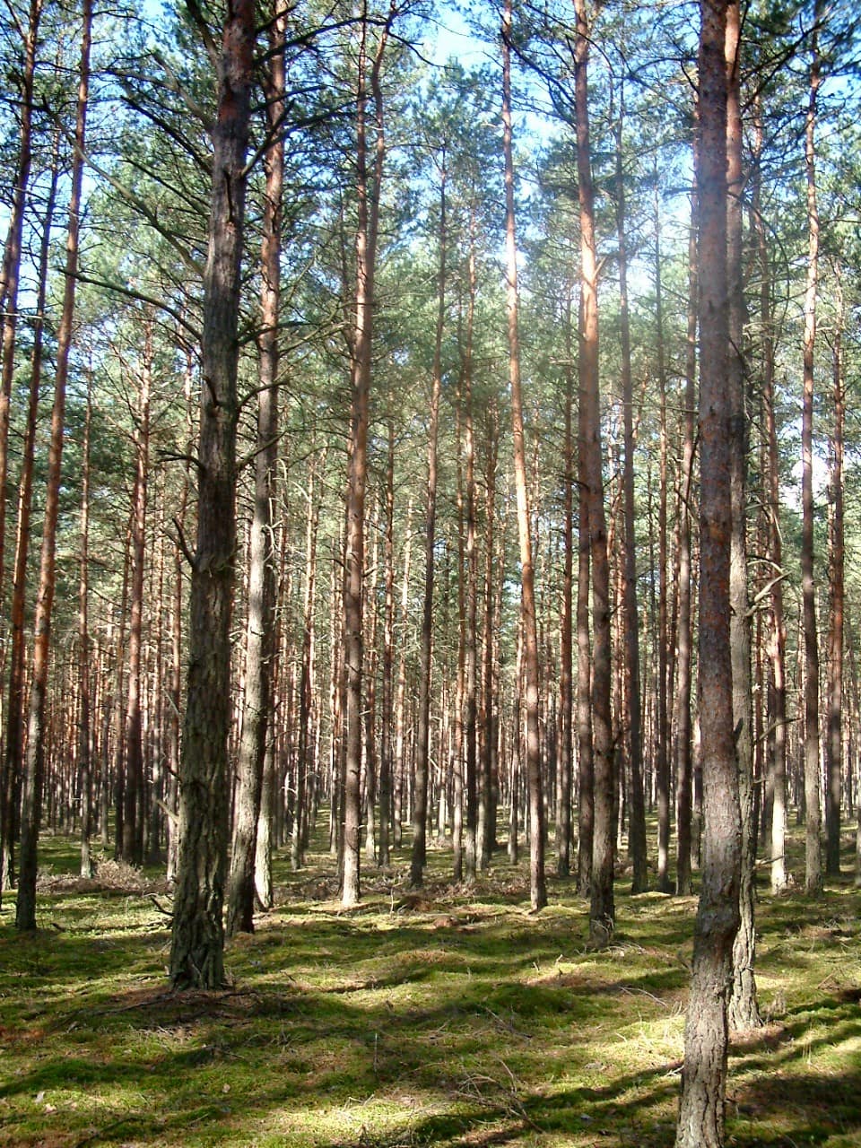 Tallskog i Puszcza Notecka, västra Polen — landskapsfoto, inte en arrangörs jaktmark