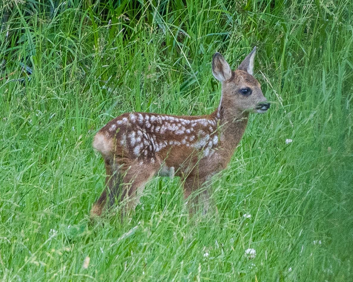 Roe deer (Capreolus capreolus), Bogesund