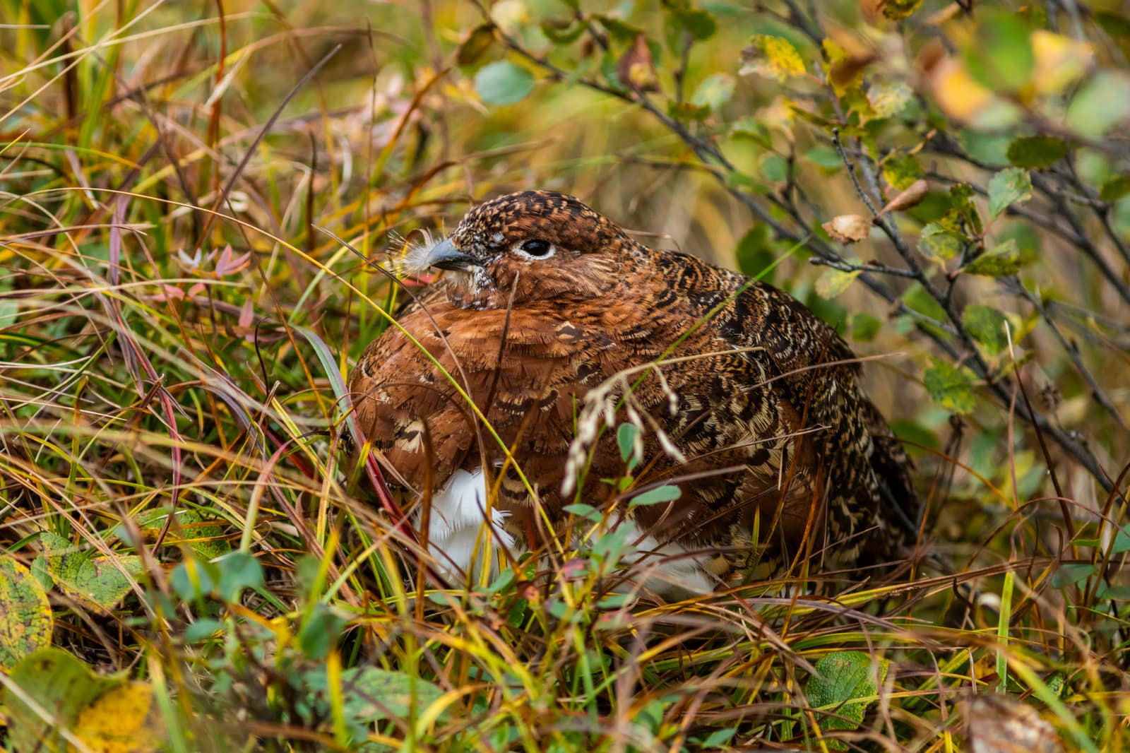 Willow ptarmigan (Lagopus lagopus)