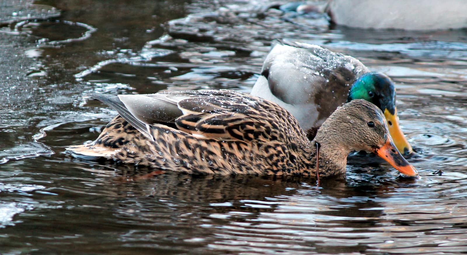 Mallards (Anas platyrhynchos), Vikmanshyttan, Sweden