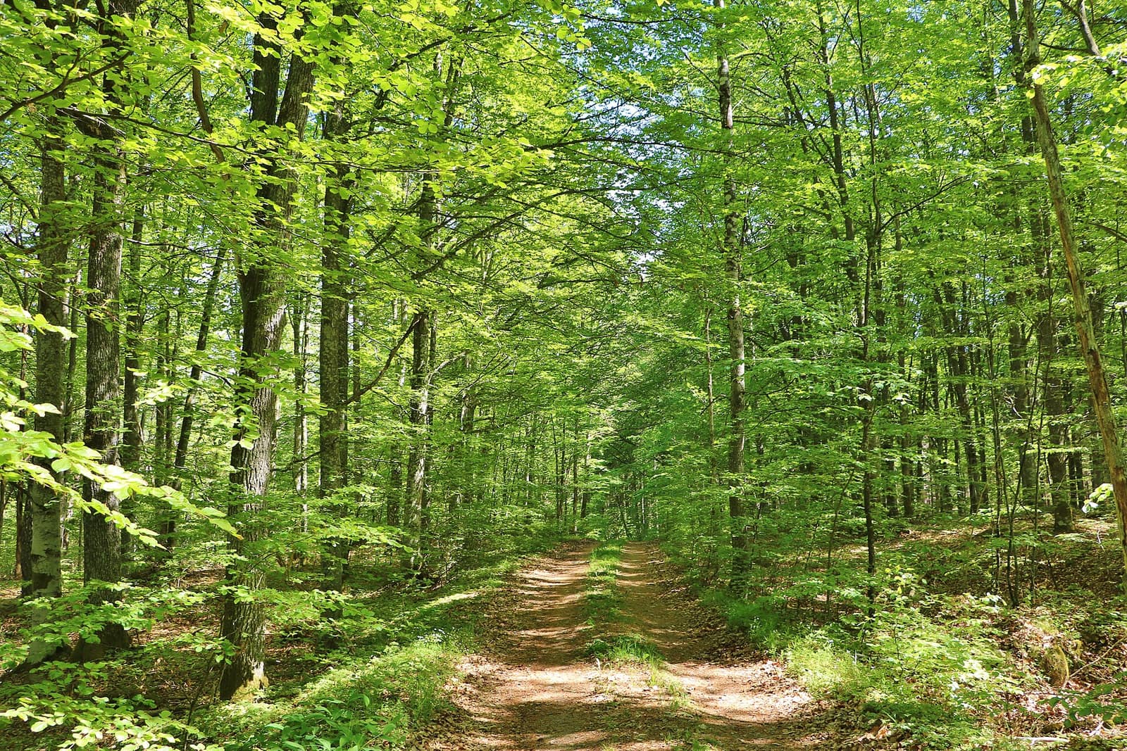 Bok- och blandskog i Södra Småland