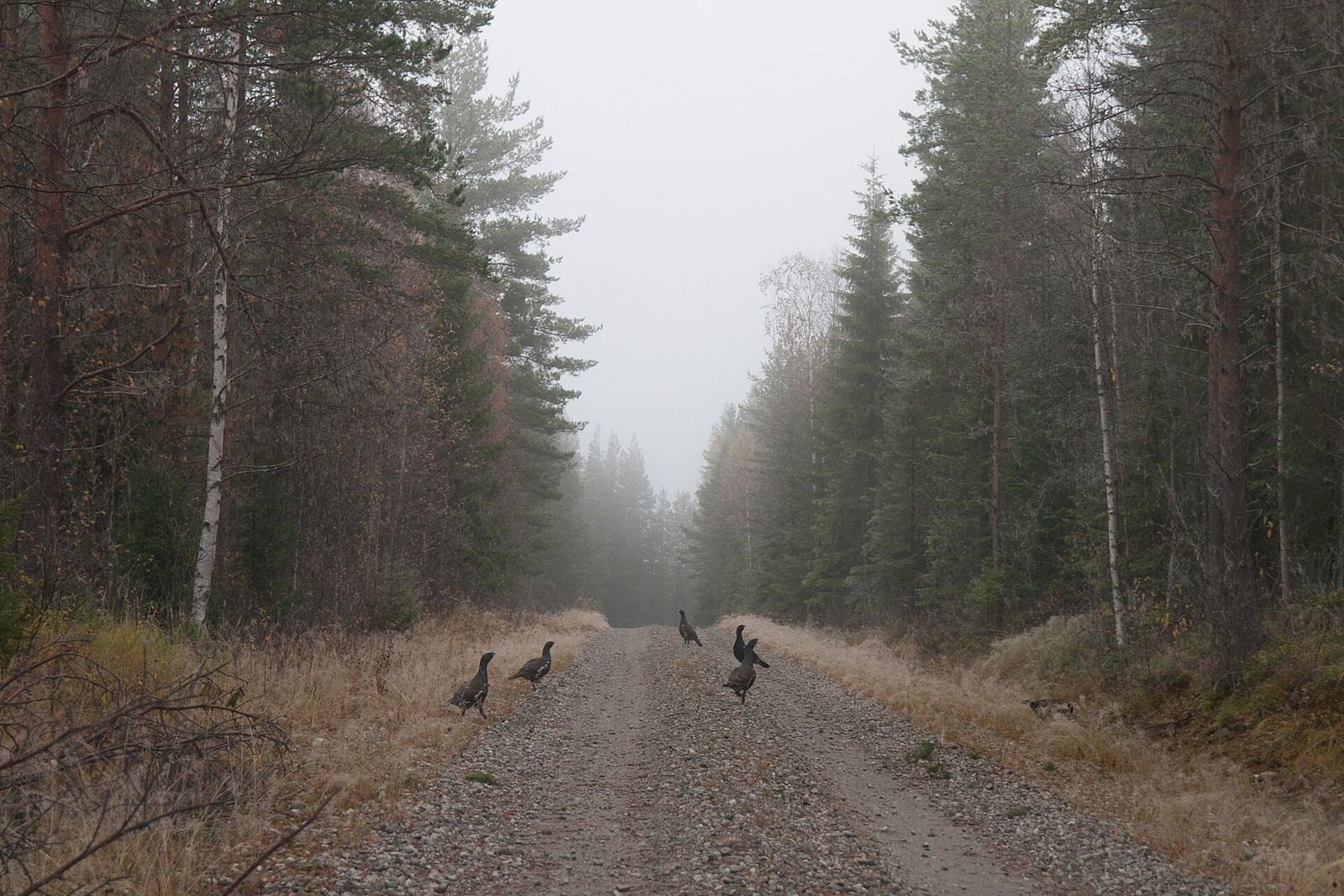 Tjädrar på en skogsbilväg i dimma i Västernorrland — artfoto, inte ett namngivet SCA-område