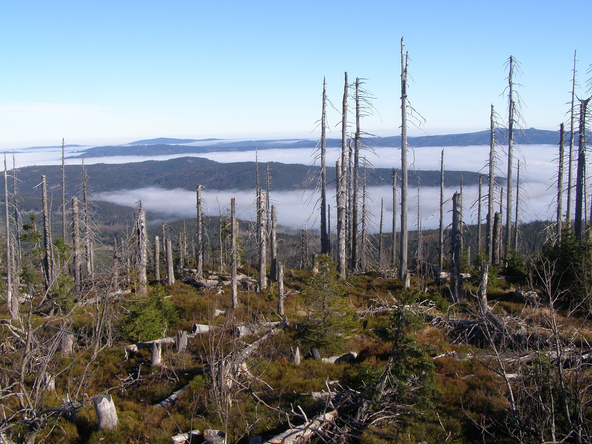 Skogsklädda berg i Šumava nationalpark, Tjeckien — landskapsbild, inte arrangörernas revir