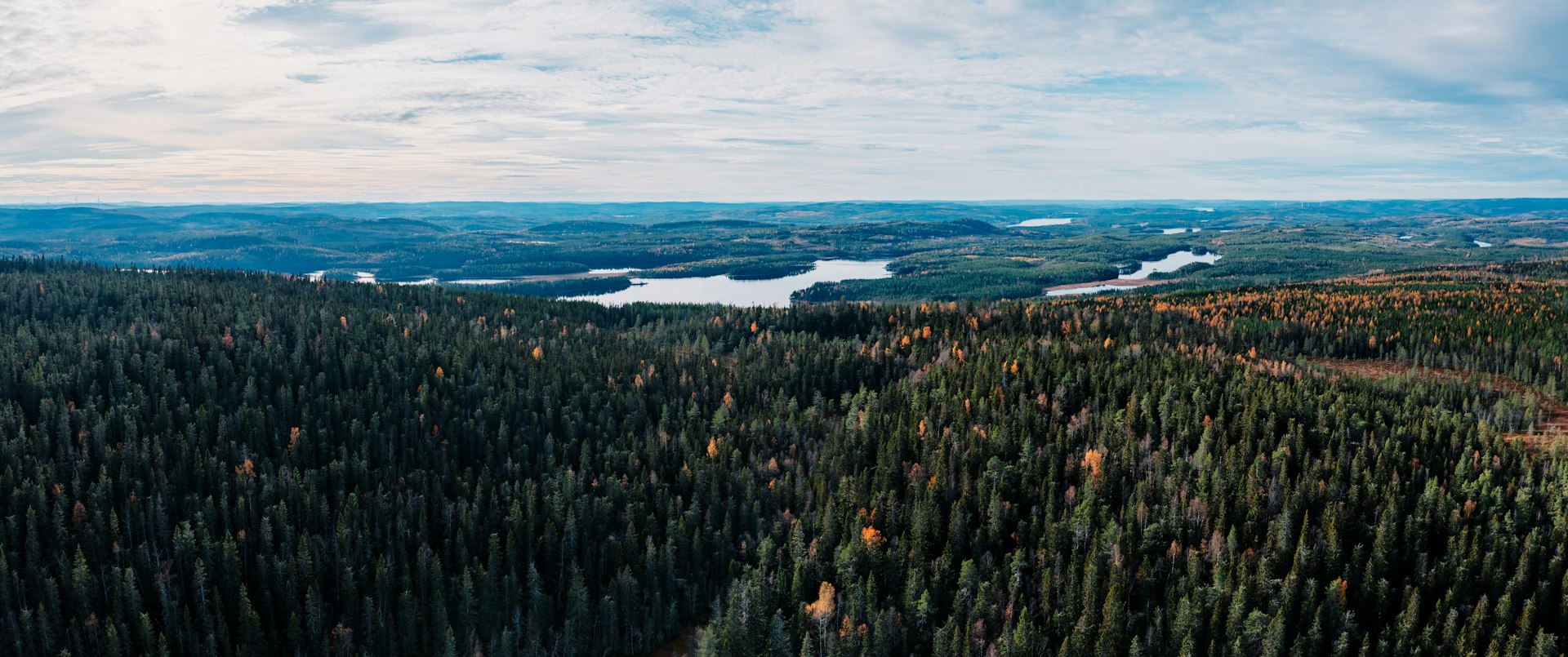 Skog vid Sundsvall — landskap, inte ett namngivet Holmen-område