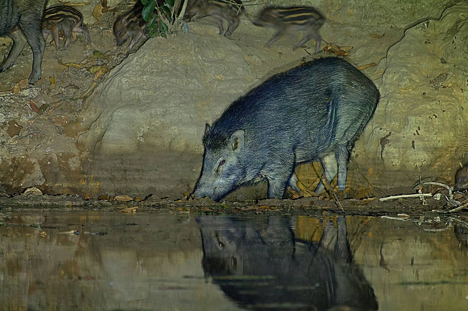 Vildsvinssugga med randiga kultingar vid vatten i mörker — artfoto, inte en svensk åtel