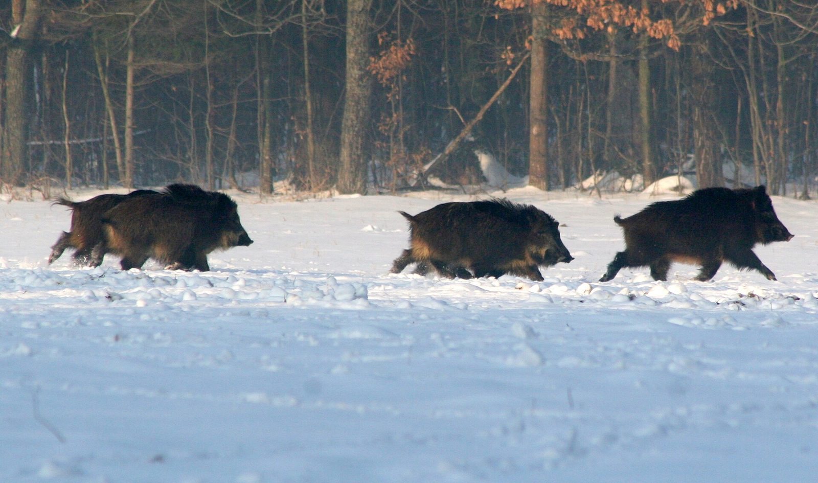 Tre vildsvin springer över ett snötäckt fält framför en lövskog — artfoto, inte från en namngiven arrangörs revir