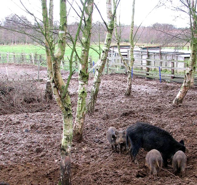 Wild boar (Sus scrofa) in forest